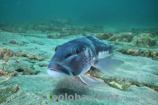 Large blue cod on sand