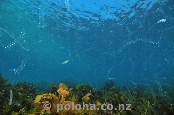 plankton above ocean meadow