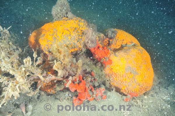 Colourful sponges