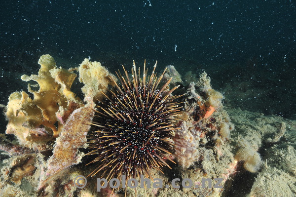 Common sea urchin