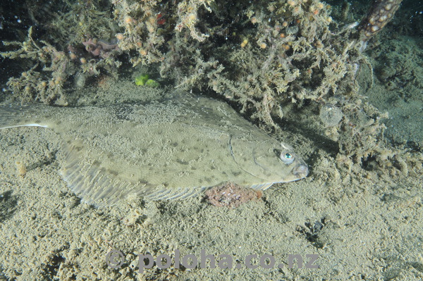 Flounder on muddy bottom