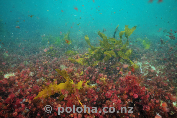 Colourful algae in turbid water