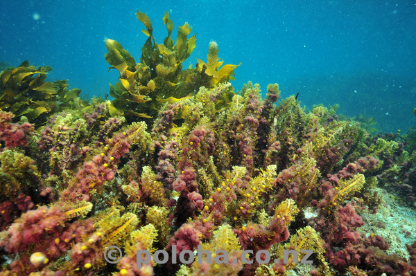 Colourful sea weeds