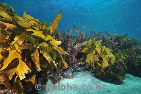 kelp in clear water