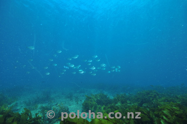 juvenile trevally