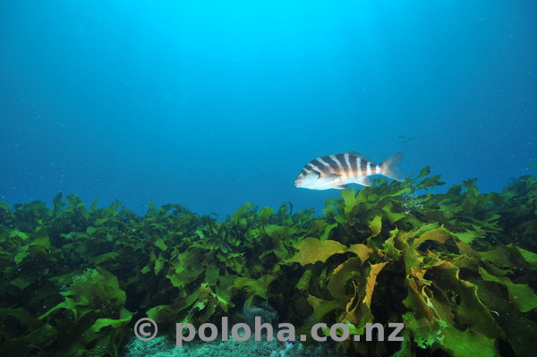 red moki in clear water