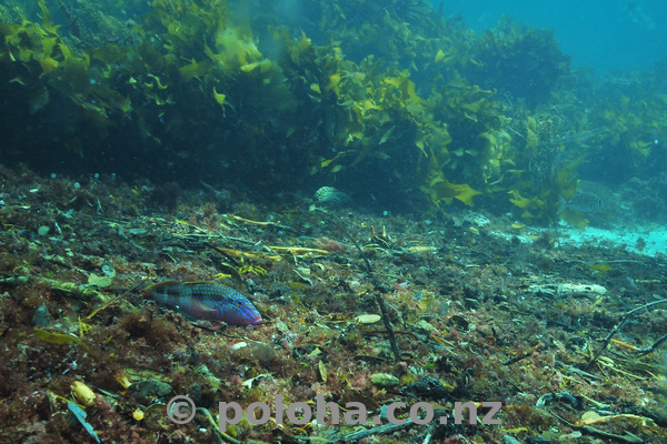 Goatfish in debris