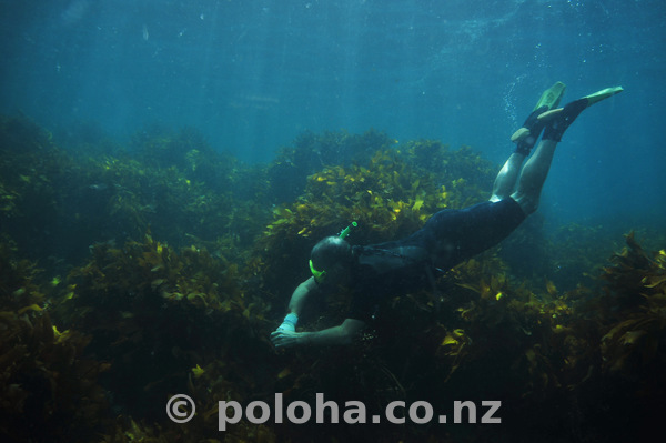 Snorkeler among kelp