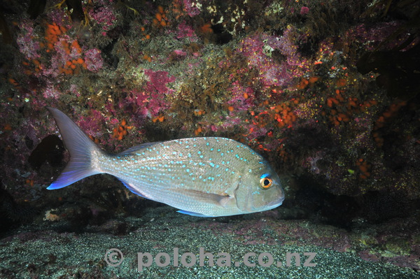 Snapper in front of wall