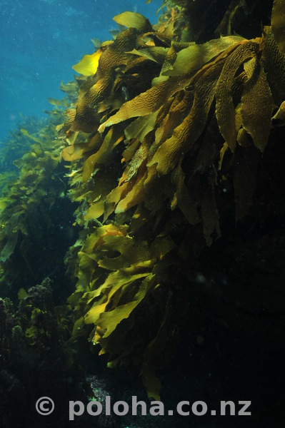 Kelp wall with light and shade