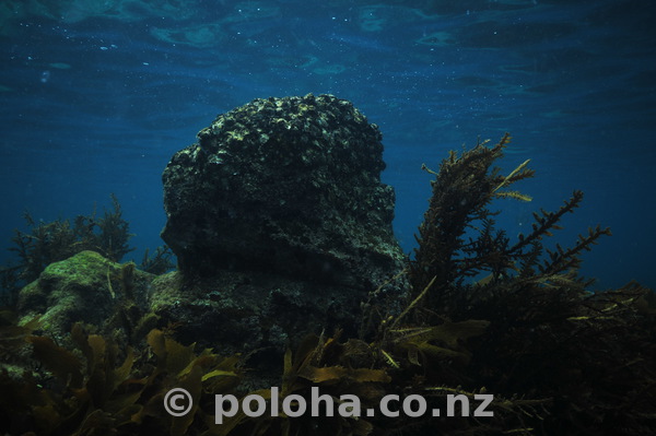 Lonely rock among kelp