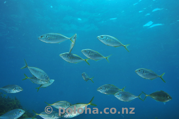 Trevally in blue water