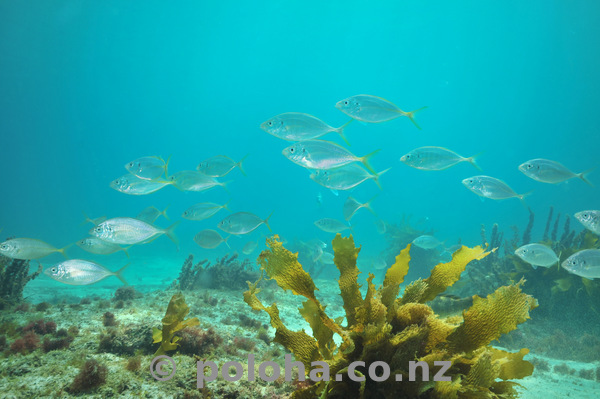 Trevally above flat bottom