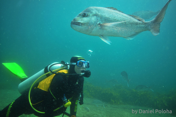 Diver and big snapper