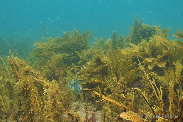 Leatherjacket in kelp