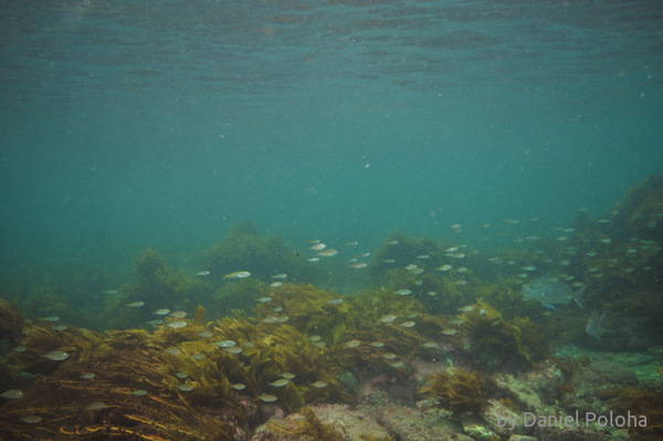 Juvenile fish in shallows