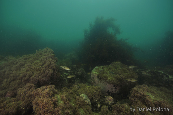 Spotties in murky water