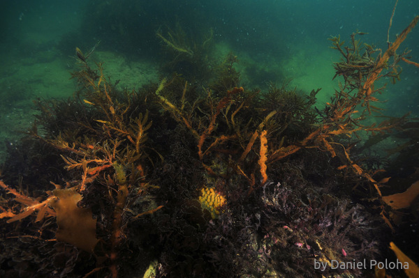 Sea weed jungle