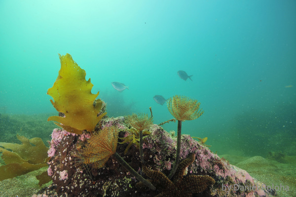 Sabellas and sea star