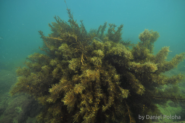 Sea weed bush