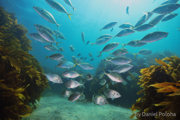 School of trevally