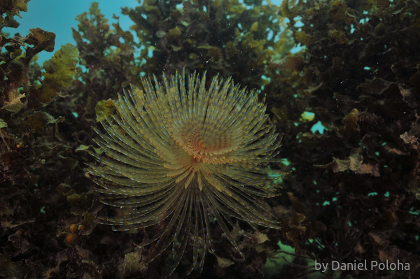 Sabella among sea weeds