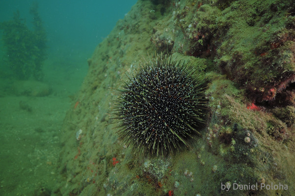 Sea urchin on wall