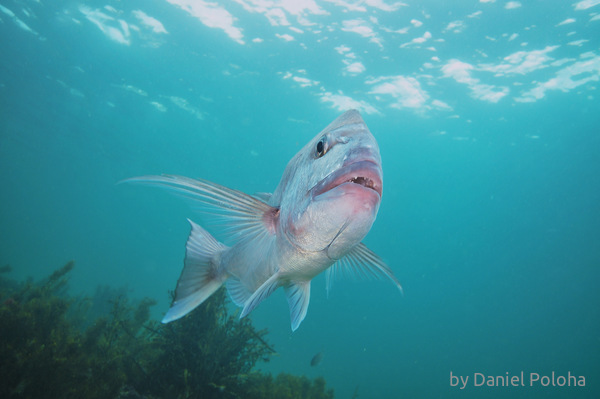 Adult snapper close-up