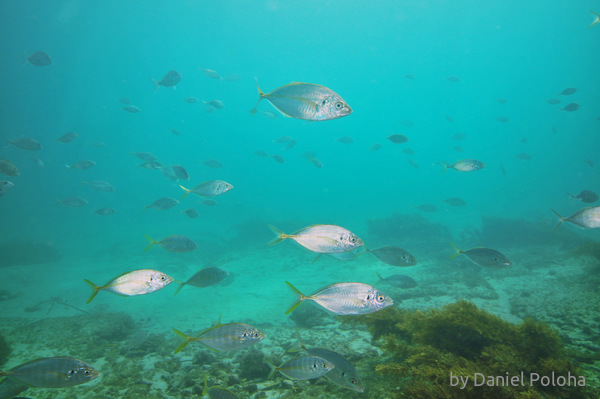 Clouds of juvenile fish in channel