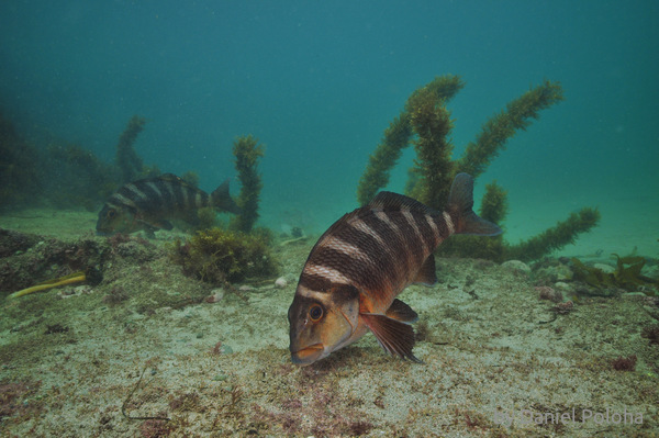 Redi moki grazing shallow flat bottom