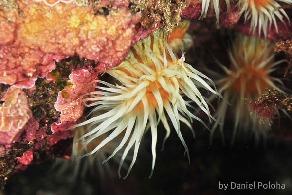 White-striped anemone