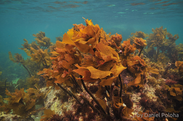 Brown kelp on rocky reef