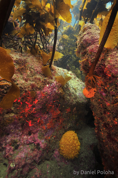 Under kelp forest canopy