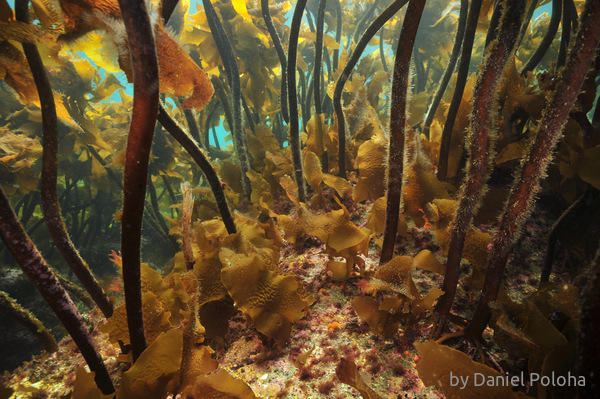 Under kelp forest canopy