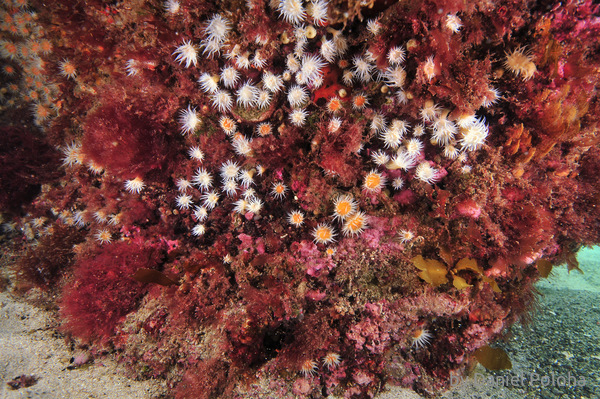 Anemone garden on rock