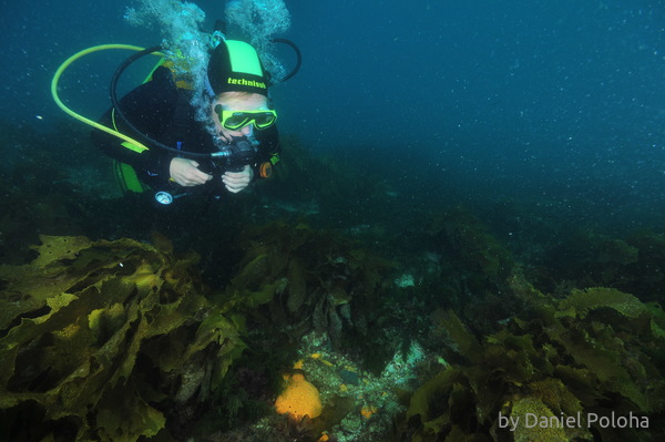 diver among seaweeds